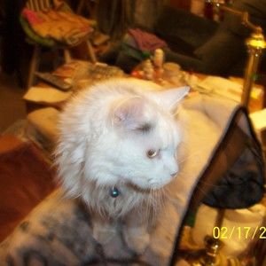 Meet your Posher, Steve